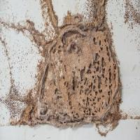 Last Frontier Termite Removal Experts Logo