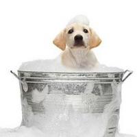 Happy Tails Grooming and Boarding Logo
