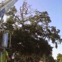 Daytona Tree Service Logo