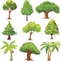 All American Tree And Landscaping Haymarket Logo