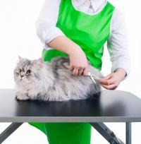 Shaggy Chic Pet Grooming Logo