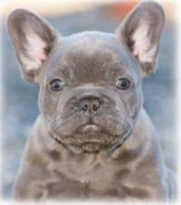 Luxurious French Bulldogs Logo
