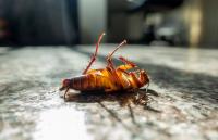 Ellec Pest Control Experts Logo