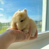 Fluffy Bunny Rabbitry Logo