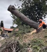 Arce's Santee Tree Service Logo