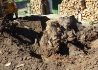 Cheapest stump removal & Grinding Murrysville Logo