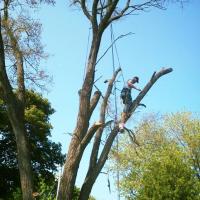 A-1 Tree Trimming & Removal Logo