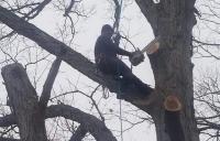 Owensboro Tree Service Logo