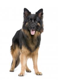 Amy's Dog Walking Logo