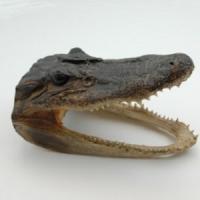 Master Taxidermy Studio Inc Logo