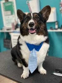 Pets Place Grooming Logo