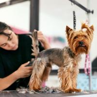 Dawg-Gone Pet Salon Logo