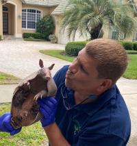 Critter 911. Fast Rat & Wildlife Removal. Logo