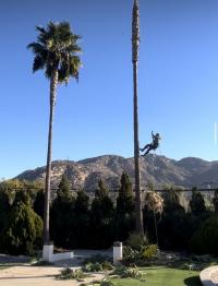 Arce's La Mesa Tree Service Logo
