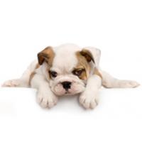 Dog Kidz Country Daycare & Boarding Logo