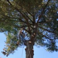 Treemaster Inc. Logo