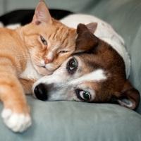 East Bend Animal Hospital Logo