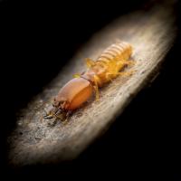 Texas Best Pest Solutions Inc. Logo