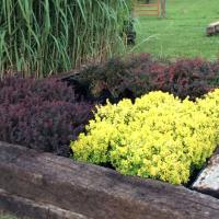 Lett's Ornamentals Grasses & Nurseries Logo