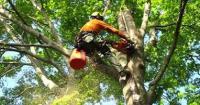 Detroit Tree Service Logo