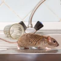 Olympia Pest Control Solutions Logo