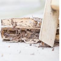 Cary Termite Removal Experts Logo