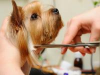 St. Charles Mobile Pet Groomers Logo