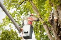 Lake Charles Tree Pros Logo