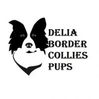 Border collie puppies for sale Logo