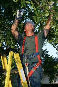 A Plus Tree Trimming and Electrical Maintenance Logo