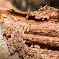 Pest Control Experts Of Brandon Logo