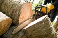 Affordable and Reliable Tree Service Ocala Logo