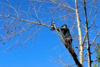 Tree Removal Midland Logo