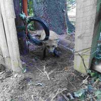 BuxMont-Wildlife-Trapping & Animal-Removal Logo