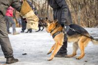 Stevens Dog Training Logo