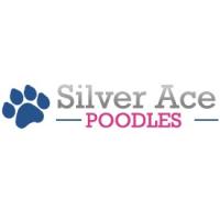 Silver Ace Poodles Logo